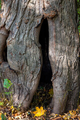 a big hole on the tree trunk