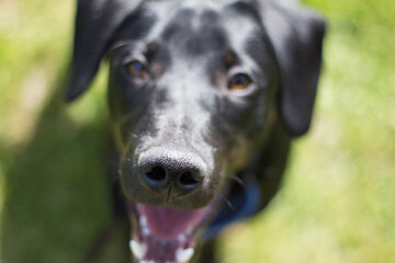 black dog nose closeup funny