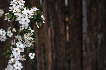 White flowers of the spring blossom