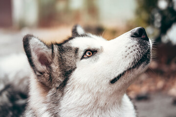 A female Malamute with beautiful intelligent brown eyes. Portrait of a charming fluffy gray-white Alaskan Malamute close-up. Beautiful huge friendly sled dog breed.
