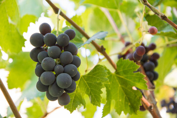 bunch of grapes