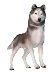 3D Rendering Siberian Husky on White