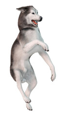 Obraz na płótnie Canvas 3D Rendering Siberian Husky on White
