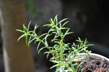 plant