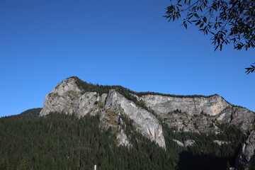Carpathian Montain rock in Romania , Bicaz Chei, Pine forest