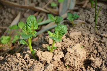 bunch the small ripe green potato plant seedlings in the garden.