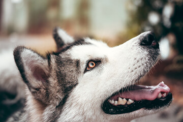 A female Malamute with beautiful intelligent brown eyes. Portrait of a charming fluffy gray-white Alaskan Malamute close-up. Beautiful huge friendly sled dog breed.