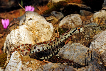 Leopard snake - Peloponnese, Greece / Leopardnatter (Zamenis situla) Peloponnes, Griechenland