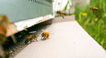 Abeille butineuse ramenant du pollen à la ruche