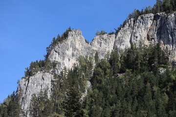 Carpathian Montain rock in Romania , Bicaz Chei, Pine forest