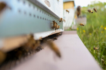 Vols des butineuses ramenant nectar et pollen &agrave; la ruche