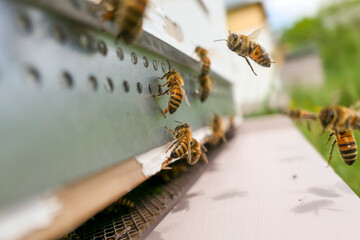 Atterrisage des abeilles buckfast sur l'entr&eacute;e de ruche