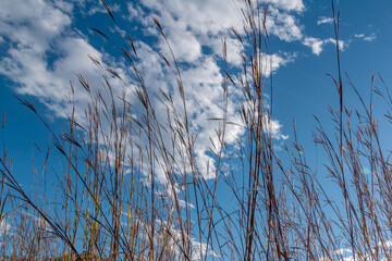 Field of tall grass under blue sky with white clouds at end of  autumn day 