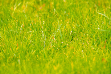 Bright Green Natural Grass Summer Spring