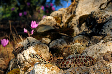 Leopardnatter (Zamenis situla) Peloponnes, Griechenland - Leopard snake - Peloponnese, Greece