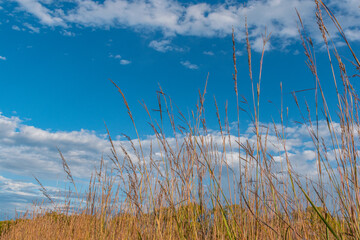 Obraz premium Field of tall grass under blue sky with white clouds at end of autumn day 