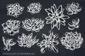 Vector set of hand drawn chalk succulent echeveria