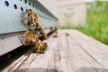 Abeilles butineuses au départ de la ruche