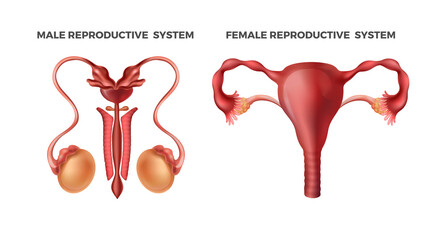 Male and female reproductive. Realistic human body internal organs. Schematically drawn organ systems for education or science, medicine magazine. Vector men, women infographic with testicles, uterus