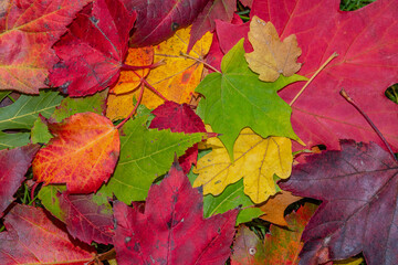 Naklejka na ściany i meble Red, yellow, orange and green autumn and fall colors of maple leaves