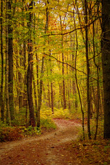 Maine fall foliage