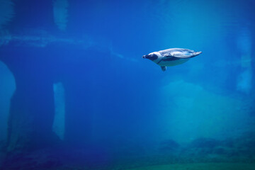 Naklejka na ściany i meble Penguin swimming underwater in a natural aquarium