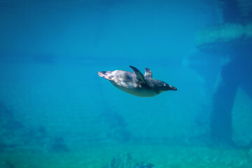 Penguin swimming underwater in a natural aquarium