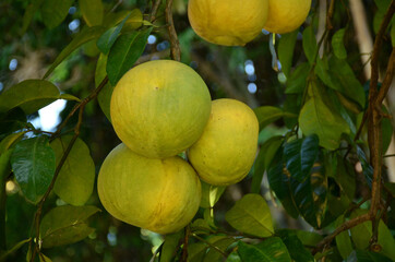 bunch the green ripe grapefruit with leaves and branch in the garden.