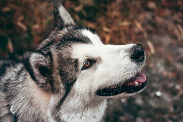 Malamute with beautiful intelligent brown eyes on a background of yellow autumn leaves. Portrait of a charming fluffy gray-white Alaskan Malamute close-up. Beautiful huge friendly sled dog breed.