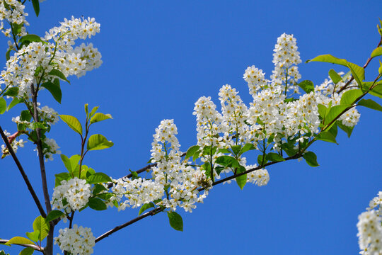 Bl&uuml;ten der Sp&auml;tbl&uuml;henden Traubenkirsche (Prunus serotina)	
