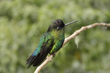 Fototapeta premium Costa Rican Hummingbird on a branch 