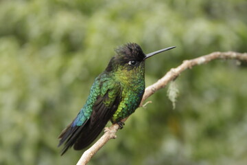 Costa Rican Hummingbird on a branch 