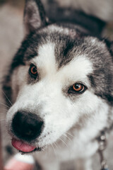 A female Malamute with beautiful intelligent brown eyes. Portrait of a charming fluffy gray-white Alaskan Malamute close-up. Beautiful huge friendly sled dog breed.