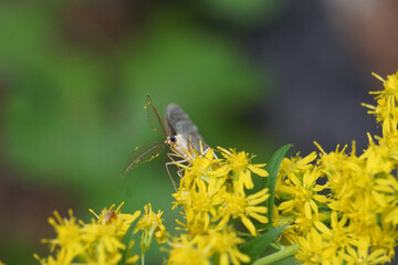 Curious moth pollenating goldenrod