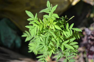 marigold plant and flowers