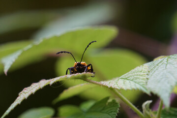 Beetle on leaf