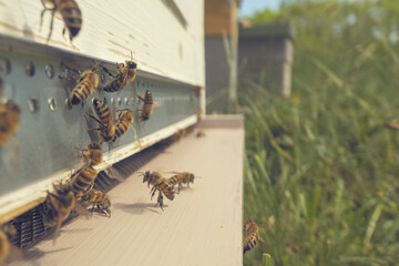 Abeilles devant la ruche