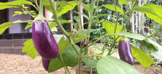 eggplants in the garden