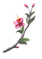 Flowering branch of hibiscus. Blooming flower hibiscus. Watercolor illustration, jpg 