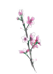 Watercolor sakura blossom - Japanese cherry tree isolated on white background. Plum  Blossom. Pink flowers, jpg illustration
