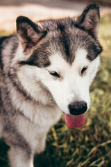 Female Malamute on a walk. Grey fluffy Alaskan Malamute walks in the Park on the green grass. Beautiful huge friendly dog breed.