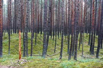 Fototapeta premium Beautiful natural landscape. Pine forest in the coastal region of the Baltic Sea in Latvia.