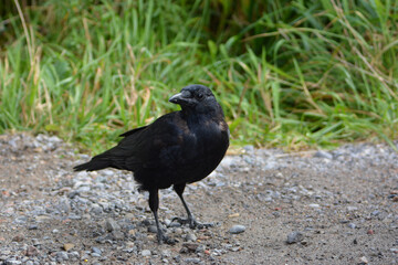 Crow