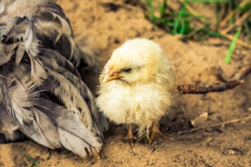 chicken in the nest