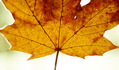 Naklejka na ściany i meble Maple leaf close up - colourful autumn leaves