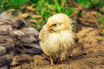 baby chicken in the nest