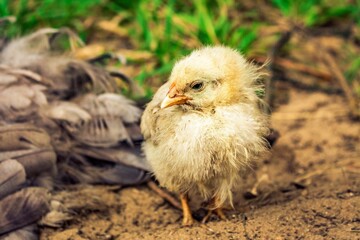 chicken in the nest