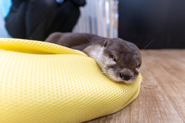 This Asian small-clawed otter is kept indoors.