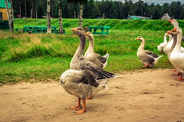 geese in the park