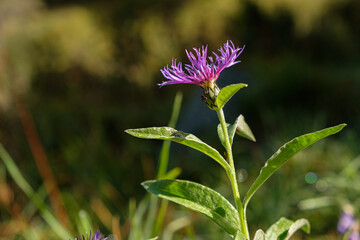 Purple flower in the nature